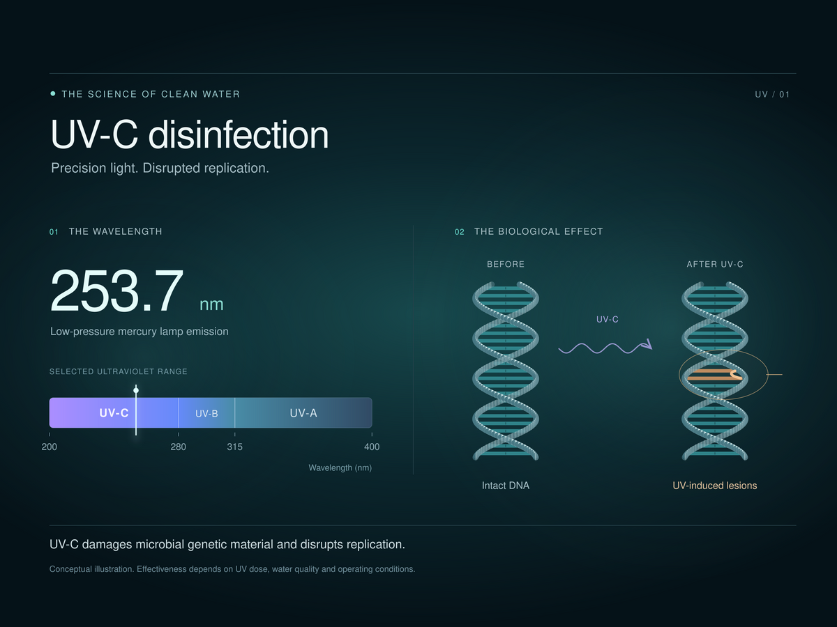 Conceptual UV-C disinfection diagram showing wavelength and disruption of microbial replication